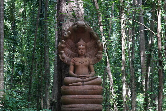 Selected the most ancient Buddha images in the forest
