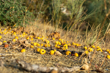 Fallen fresh ripe yellow hawthorn fruits on the ground, forest fruits.