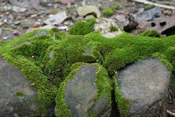 natural frame from moss botanically Mosses are mosses or non-vascular plants