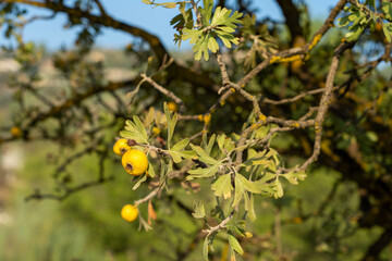 Close up of hawthorn tree branches with yellow fruits, forest fruits.