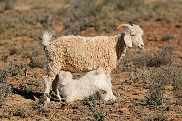 A young angora goat kid suckling milk from its mother on a rural farm, South Africa. - obrazy, fototapety, plakaty