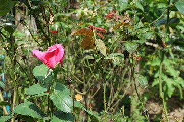 Lap is a cut flower that has been cultivated as a trade around the world for a long time