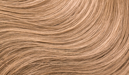Naklejka premium Background hair light brown closeup. Female long blond hair close-up as a background. Beautifully laid wavy shiny curls.Hair coloring. Hairdressing procedures. Copy space with space for text.