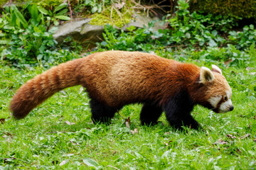 Red panda walking on green grass.