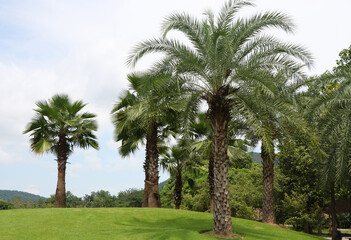 Fototapeta premium Lawn hills lined with palm trees