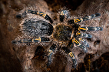 Golden knee tarantura grammostola pulchripes
