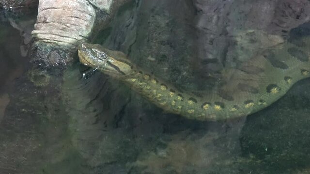 Green anaconda (Eunectes murinus) in the water.
