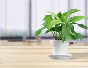 Big green house plant in a flower pot stands