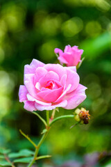 Pink rose flower blooming in garden on blur background