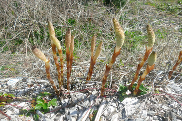 Great horsetail plants (Equisetum telmateia) growing on the pacific coast at Newport, Oregon