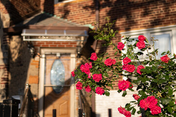 Fototapeta na wymiar Beautiful Red Rose Bush in a Home Garden in Astoria Queens New York