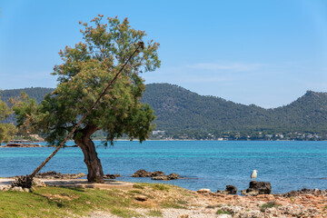 A beautiful pine tree grows on the rocky beach in the north of the town of Cala Millor on the Mediterranean island of Mallorca. A seagull is standing on a stone. In the background are the mountains.