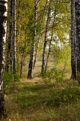 beautiful scene with birches in yellow autumn birch forest in october among other birches