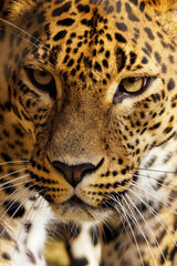 Detail of a jaguar's head.