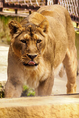 Adult lioness in captivity behind the hole.