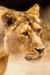 Close-up of a lioness head outdoors.