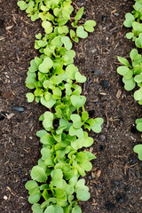 Background of fresh lettuce salad growth on the ground soil in the garden in spring season.
