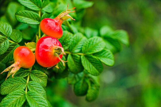 はまなすの実 Images Browse 16 Stock Photos Vectors And Video Adobe Stock