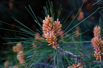 Naklejka na ściany i meble Young cones on a Pinus nigra, or black pine. Beautiful long needles. Selective focus on the foreground