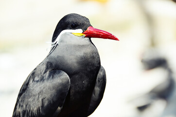GERMANY, BERLIN: Wildlife scene photo of funny animals in Berlin Zoological Garden