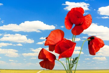 Poppy red flowers in garden, early spring on a warm sunny day, against a bright blue sky.