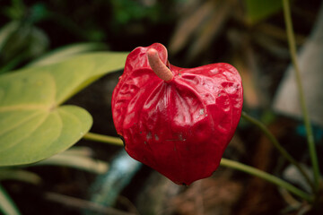 Czerwony piękny kwiat anturium na ciemnym tle. Tropikalne roślinne tło.