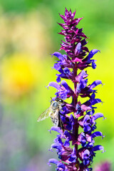Biene auf einem Steppensalbei
