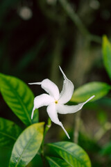 Biały kwiat jaśminu na tle zielonych liści krzewu, piękna aromatyczna roślina.