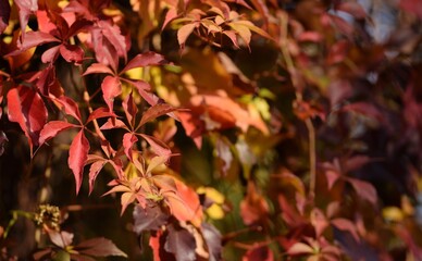 Virginia creeper autumn red and orange, leaves, autumn leaves background. - obrazy, fototapety, plakaty