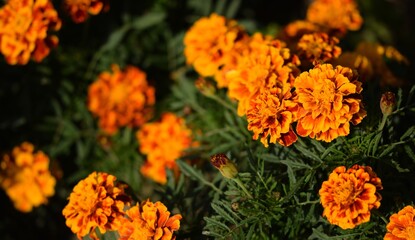 Tagetes flowers, blooming marigolds, Tagetes patula flowers background.