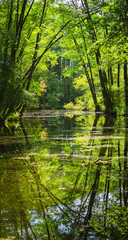 Fototapeta na wymiar Spokojna rzeka w zielonym lesie.