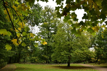 Feuilles des arbres devenant dorées au parc Tournay-Solvay à Watermael-Boitsfort 