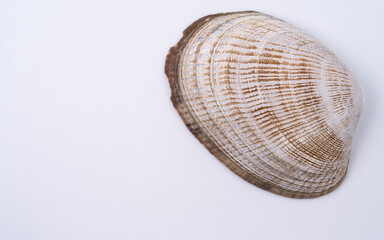 Beautiful sea shells close up on white background with copy space for text