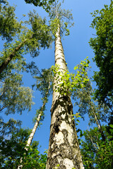 Birke im heimischen Laubwald