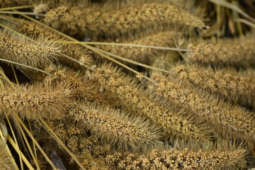 Setaria macrostachya ornamental grass dry and yellow.