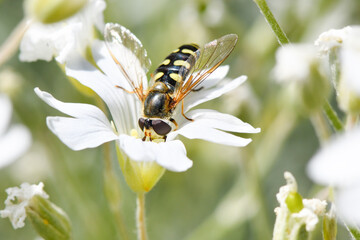Schwebfliege in der weißen Blüte des Zwerg-Hornkraut