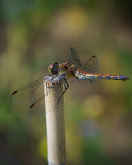 dragonfly on a branch