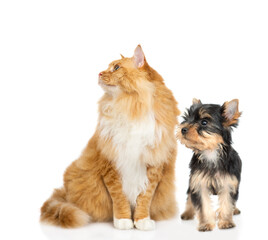Big Maine coon cat and tiny Yorkshire Terrier puppy sit together and look away and up on empty space. isolated on white background