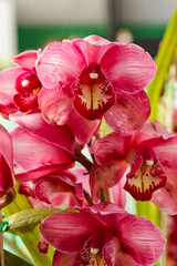 Cymbidium orchid flower with center focus and rest of image blurred