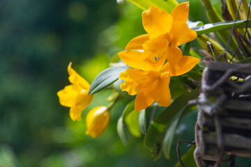 The yellow Cattleya orchid is blooming on trees in the garden. on a blurry natural background.