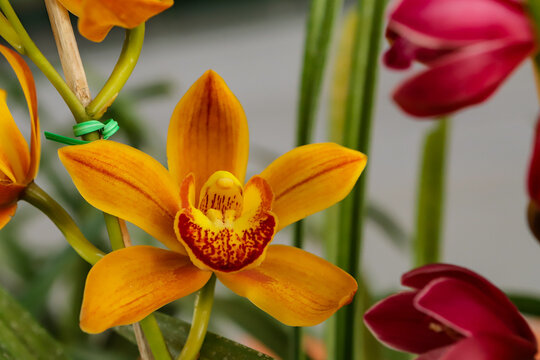 Cymbidium orchid flower with center focus and rest of image blurred