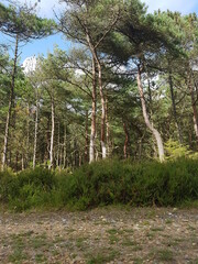 trees in the forest