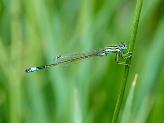 Damselfly in a natural environment.  Ischnura graellsii.   