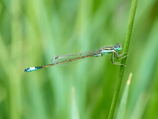 Damselfly in a natural environment.  Ischnura graellsii.   