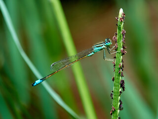 Damselfly in a natural environment.  Ischnura graellsii.   