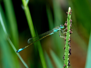 Damselfly in a natural environment.  Ischnura graellsii.   
