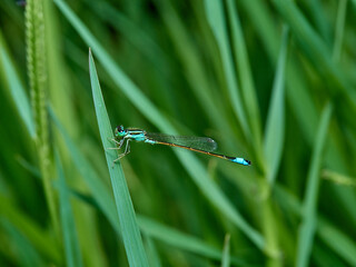 Damselfly in a natural environment.  Ischnura graellsii.   