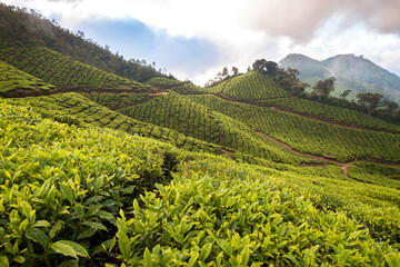 Fototapeta na wymiar Hills with covered by tea fields/plantation in Munar, Kerala, India