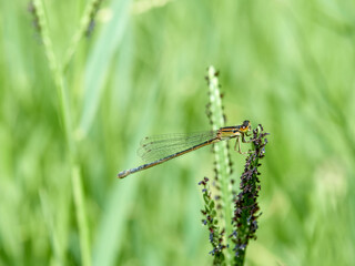 Fototapeta premium Damselfly in a natural environment. Ischnura graellsii. 