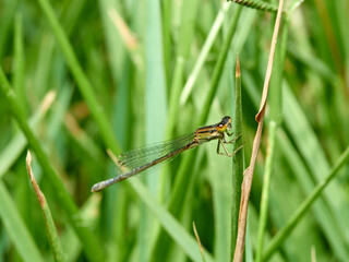 Damselfly in a natural environment.  Ischnura graellsii.   